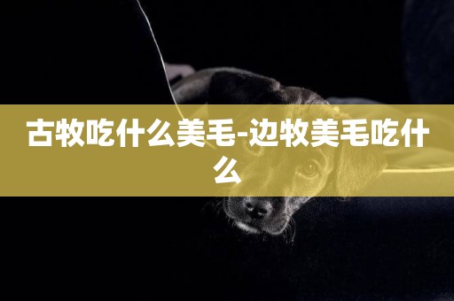 古牧吃什么美毛-邊牧美毛吃什么