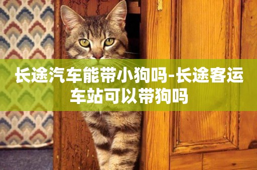 長途汽車能帶小狗嗎-長途客運車站可以帶狗嗎