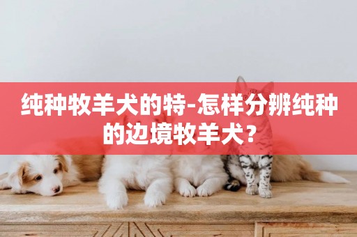 純種牧羊犬的特-怎樣分辨純種的邊境牧羊犬？