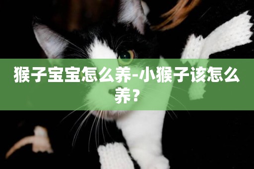 猴子寶寶怎么養-小猴子該怎么養？