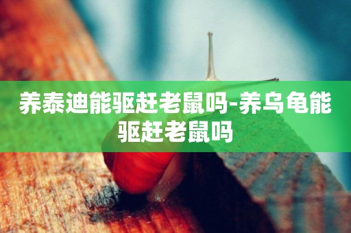 養泰迪能驅趕老鼠嗎-養烏龜能驅趕老鼠嗎