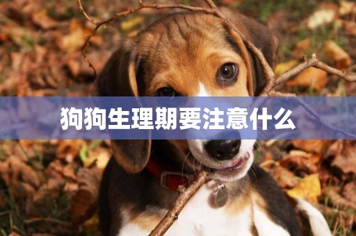狗狗生理期要注意什么