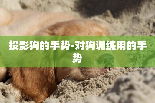 投影狗的手勢-對狗訓練用的手勢