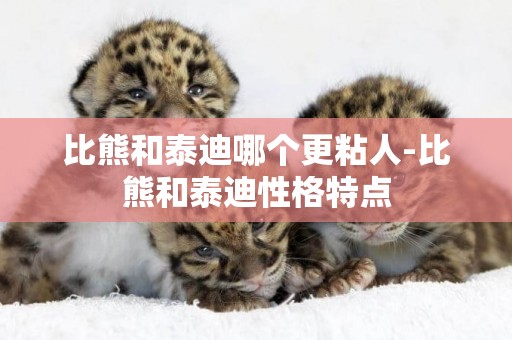 比熊和泰迪哪個更粘人-比熊和泰迪性格特點