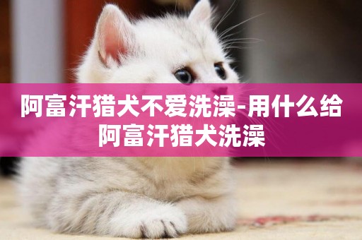 阿富汗獵犬不愛洗澡-用什么給阿富汗獵犬洗澡