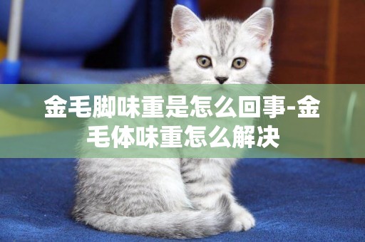 金毛腳味重是怎么回事-金毛體味重怎么解決