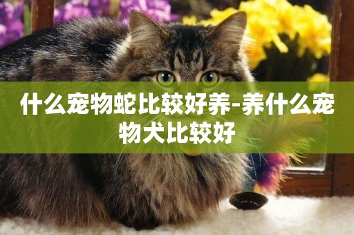 什么寵物蛇比較好養-養什么寵物犬比較好