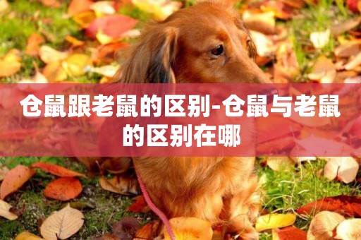 倉鼠跟老鼠的區別-倉鼠與老鼠的區別在哪