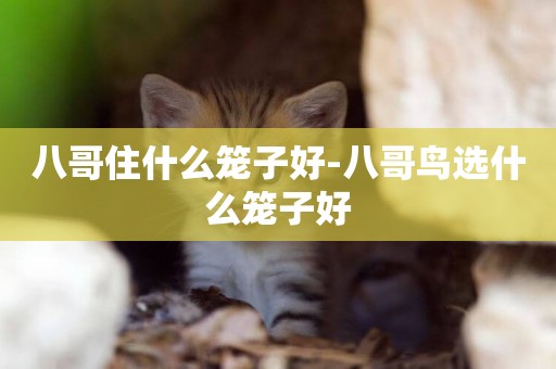 八哥住什么籠子好-八哥鳥選什么籠子好