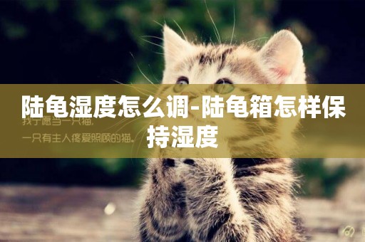 陸龜濕度怎么調-陸龜箱怎樣保持濕度