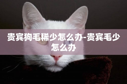 貴賓狗毛稀少怎么辦-貴賓毛少怎么辦