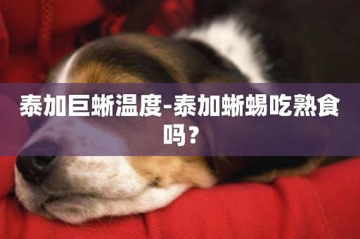 泰加巨蜥溫度-泰加蜥蜴吃熟食嗎？