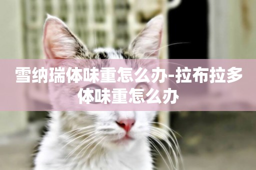 雪納瑞體味重怎么辦-拉布拉多體味重怎么辦