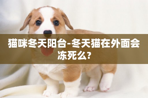 貓咪冬天陽臺-冬天貓在外面會凍死么?