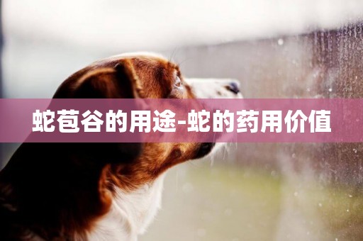 蛇苞谷的用途-蛇的藥用價值