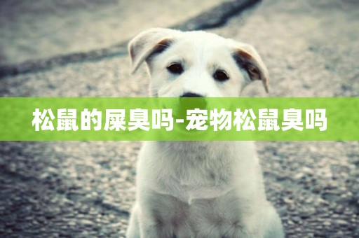 松鼠的屎臭嗎-寵物松鼠臭嗎