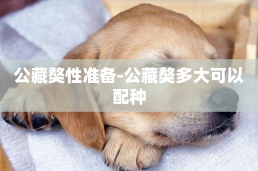 公藏獒性準備-公藏獒多大可以配種