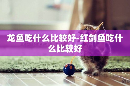 龍魚吃什么比較好-紅劍魚吃什么比較好