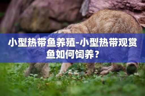 小型熱帶魚養殖-小型熱帶觀賞魚如何飼養？
