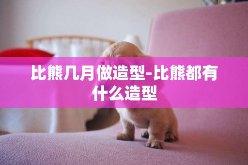 比熊幾月做造型-比熊都有什么造型