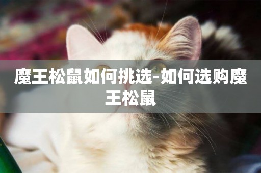 魔王松鼠如何挑選-如何選購魔王松鼠