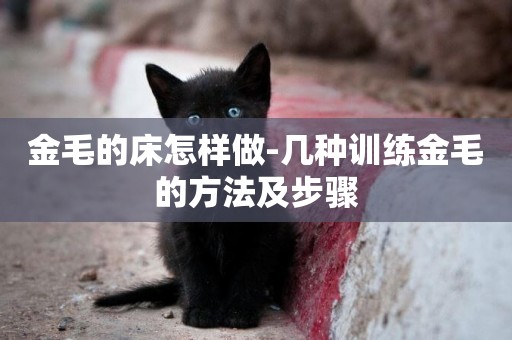 金毛的床怎樣做-幾種訓練金毛的方法及步驟