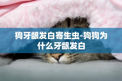 狗牙齦發白寄生蟲-狗狗為什么牙齦發白