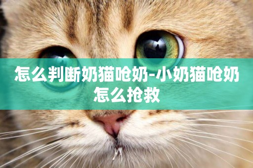 怎么判斷奶貓嗆奶-小奶貓嗆奶怎么搶救