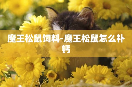 魔王松鼠飼料-魔王松鼠怎么補鈣