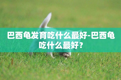 巴西龜發育吃什么最好-巴西龜吃什么最好？