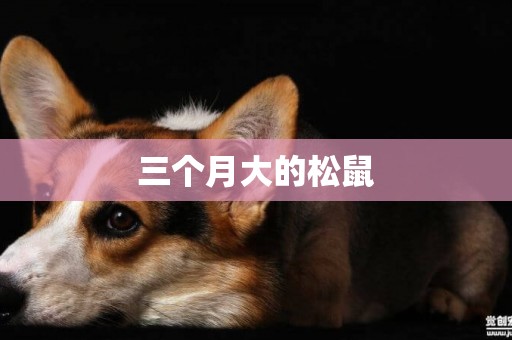 三個月大的松鼠