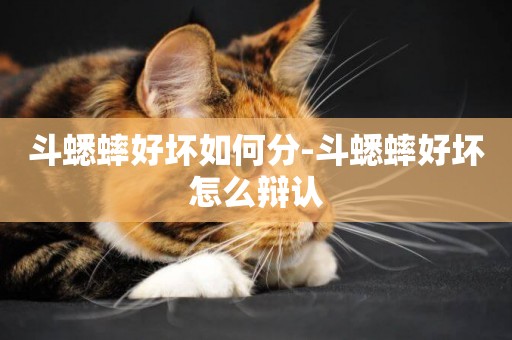 斗蟋蟀好壞如何分-斗蟋蟀好壞怎么辯認