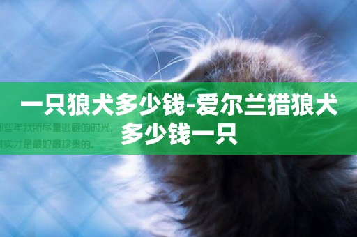 一只狼犬多少錢-愛爾蘭獵狼犬多少錢一只