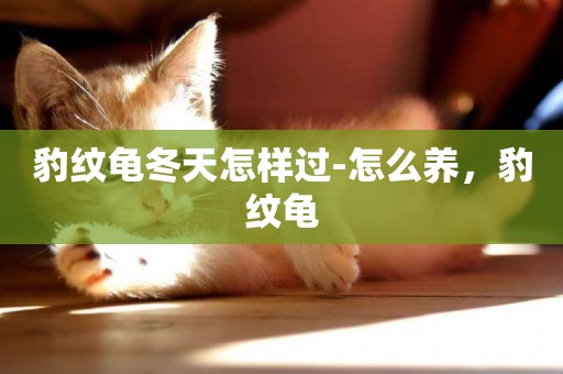 豹紋龜冬天怎樣過-怎么養，豹紋龜