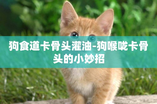 狗食道卡骨頭灌油-狗喉嚨卡骨頭的小妙招