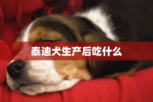 泰迪犬生產后吃什么