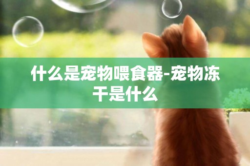 什么是寵物喂食器-寵物凍干是什么