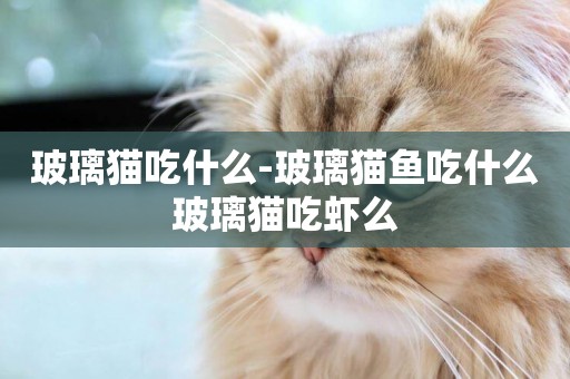 玻璃貓吃什么-玻璃貓魚吃什么玻璃貓吃蝦么