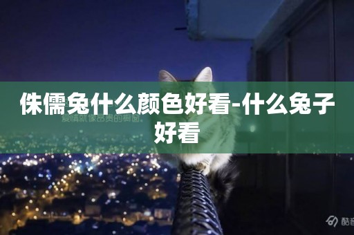 侏儒兔什么顏色好看-什么兔子好看