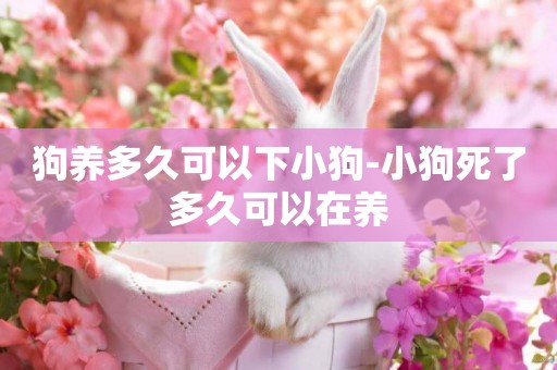 狗養多久可以下小狗-小狗死了多久可以在養