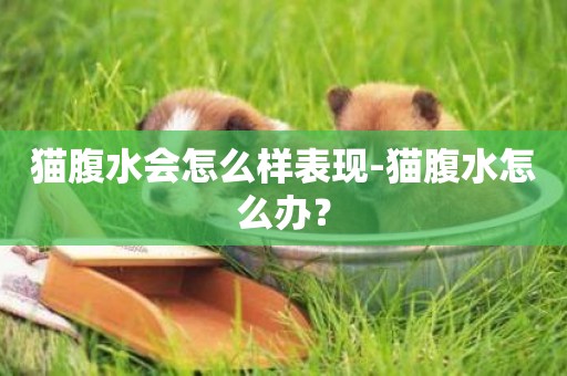 貓腹水會怎么樣表現-貓腹水怎么辦？