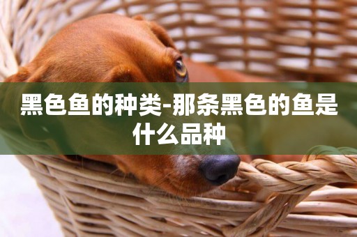 黑色魚的種類-那條黑色的魚是什么品種