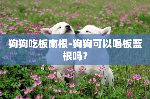 狗狗吃板南根-狗狗可以喝板藍根嗎？
