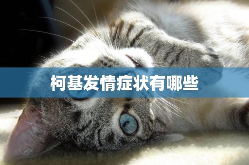 柯基發情癥狀有哪些