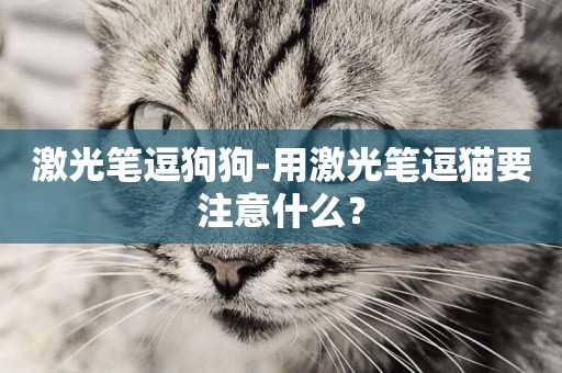 激光筆逗狗狗-用激光筆逗貓要注意什么？