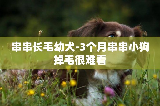 串串長毛幼犬-3個月串串小狗掉毛很難看