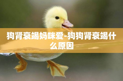 狗腎衰竭媽咪愛-狗狗腎衰竭什么原因