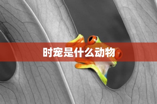 時寵是什么動物