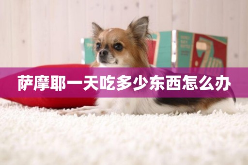 薩摩耶一天吃多少東西怎么辦