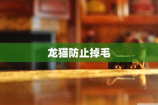 龍貓防止掉毛